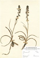 藏品(臺灣藜蘆)的圖片